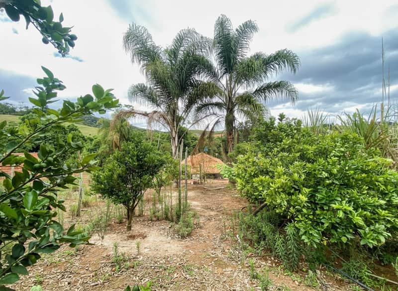 Área externa com vegetação exuberante, palmeiras imponentes e construção rústica ao fundo. Céu nublado.