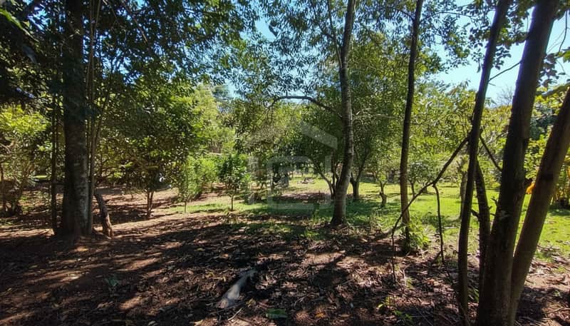 Área externa arborizada com árvores frondosas e gramado. Terreno ensolarado com vegetação diversa.