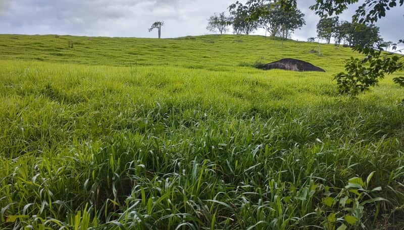 Área externa com gramado verde e árvores ao fundo. Paisagem natural e tranquila.