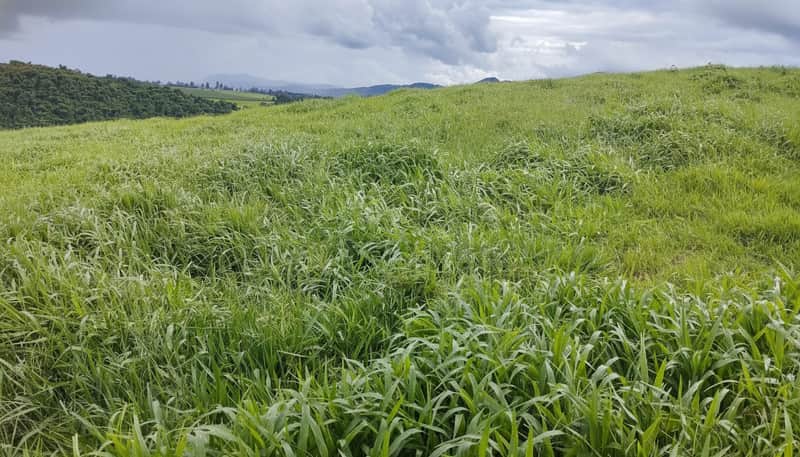 Campo verdejante sob céu nublado. Vegetação rasteira e morros ao fundo. Natureza exuberante.