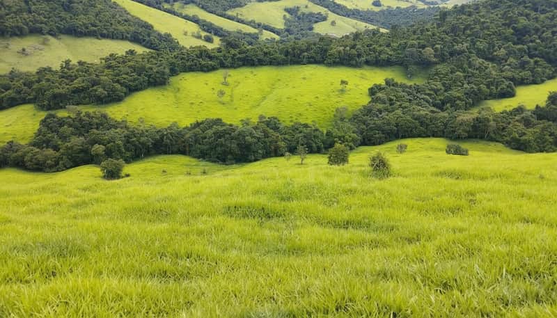 Paisagem rural com pasto verde e morros arborizados. Natureza exuberante em dia ensolarado.