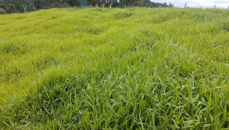 Campo verdejante com grama alta. Paisagem rural, pastagem extensa e vegetação abundante. Natureza exuberante.