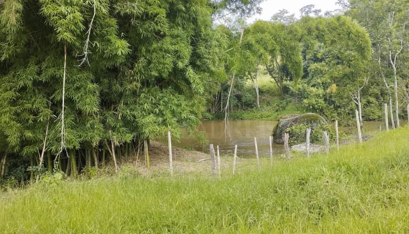 Área externa com bambuzal denso, rio calmo e cerca de madeira rústica em meio à natureza.