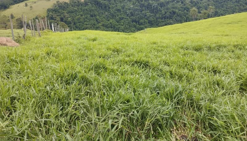 Campo verdejante com cerca de madeira ao fundo e colinas arborizadas. Paisagem rural tranquila.