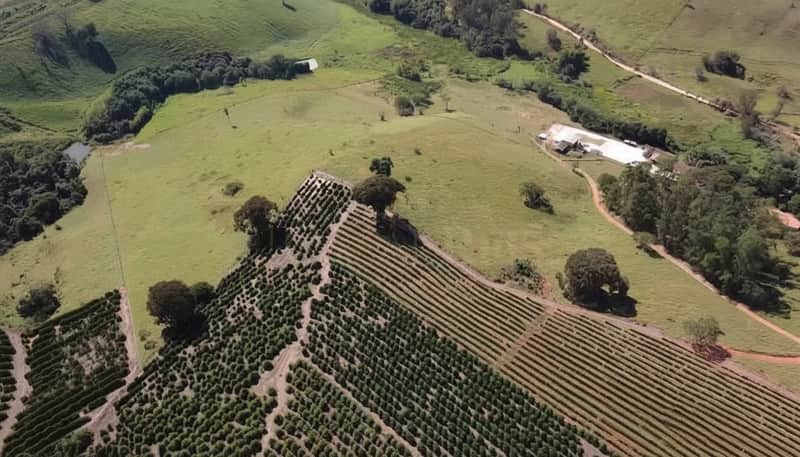 Paisagem rural com plantação em linhas, pasto verde e casa grande ao fundo. Vista aérea.