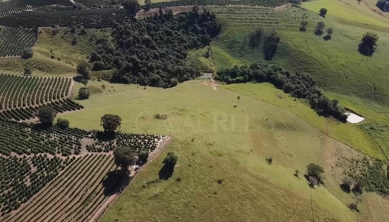 Paisagem rural com plantação organizada, pasto verde e área de mata preservada. Cenário campestre ensolarado.
