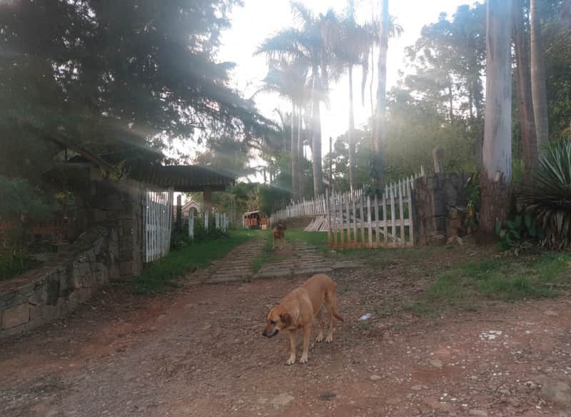 Área externa de casa com portão branco, caminho de pedra e dois cachorros marrons. Vegetação abundante.