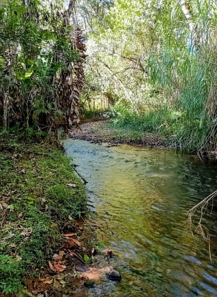 Área externa com riacho calmo, vegetação densa e luz solar refletida na água. Natureza exuberante.