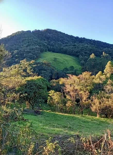 Paisagem rural com morro verde, árvores e pastagem. Natureza exuberante em dia ensolarado.