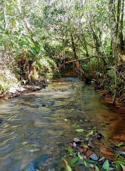 Rio calmo em área externa com mata verde densa. Água cristalina reflete a luz do sol. Natureza exuberante.
