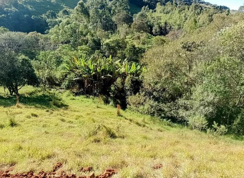 Área externa ensolarada com gramado, árvores e vegetação densa ao fundo. Natureza exuberante.