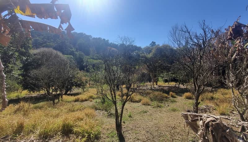 Área externa ensolarada com vegetação rasteira amarelada e árvores sem folhas. Montanha ao fundo.