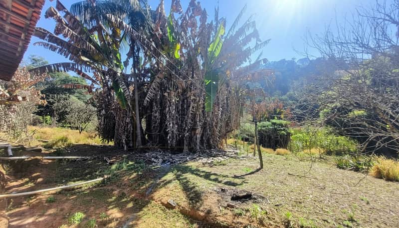 Área externa com bananeiras e vegetação seca. Luz solar forte e terreno irregular.