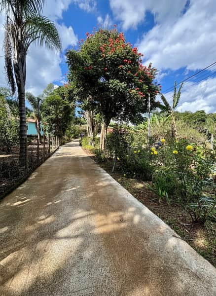 Área externa com calçada ensolarada ladeada por jardins e árvores floridas. Paisagem campestre.
