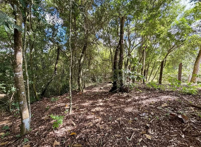 Área externa arborizada. Mata nativa com árvores e folhagem seca no chão. Luz solar filtrada pelas árvores.