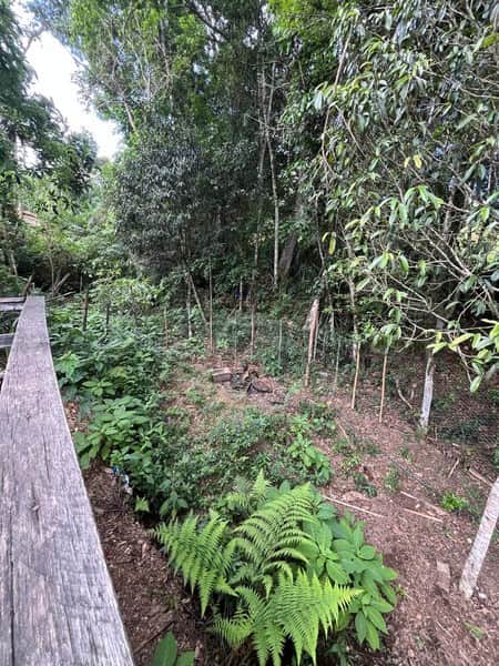 Área externa com vegetação densa, incluindo árvores, arbustos e samambaias. Presença de cerca e estrutura de madeira.