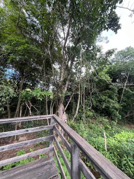 Área externa com deck de madeira rústica e vista para mata verde exuberante. Natureza e tranquilidade.